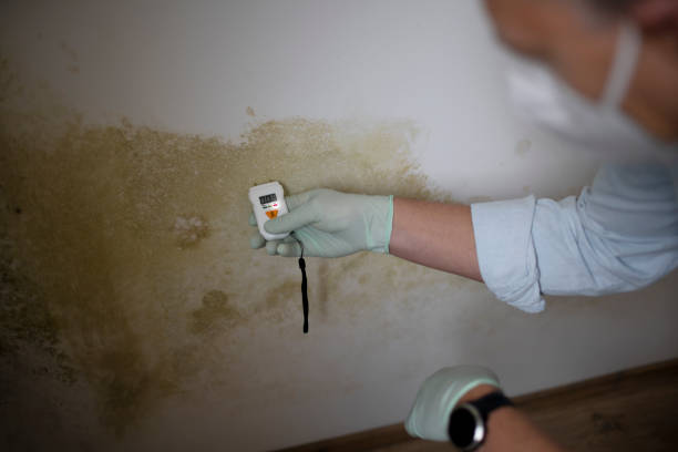 Best Insurance-Related Mold Remediation in Risg Sun, IN