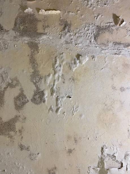 Best Bathroom Mold Remediation in Risg Sun, IN